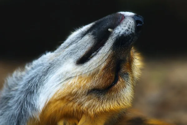 Raposa vermelha jovem (vulpes vulpes), aliciamento — Fotografia de Stock