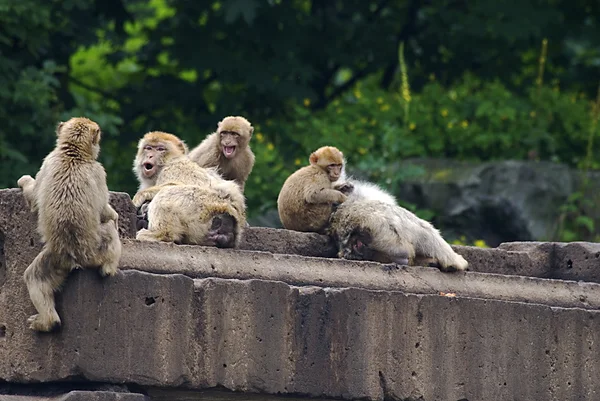 Macacos Rhesus (Macaca mulatta ) — Foto de Stock