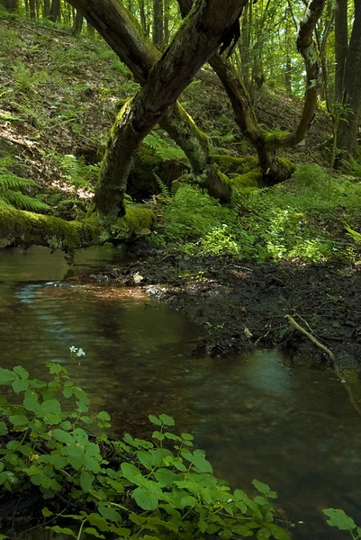 Natürliche Waldlandschaft mit kleinem Bach Stockbild