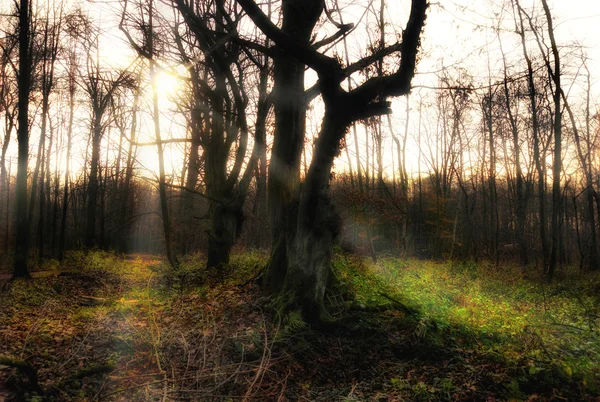 Drsný bukové stromy v vespertinském lese Royalty Free Stock Obrázky
