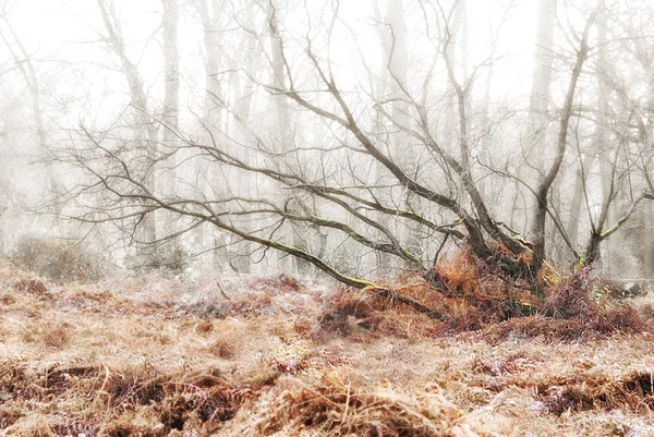 Mossy grove in an autumnal forest Stock Image