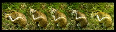 European lynx, scratching himself, serial shot clipart