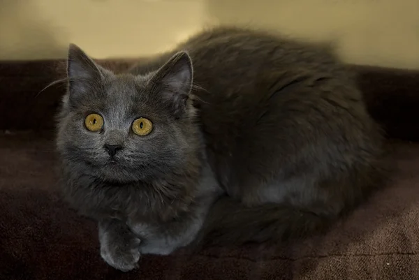 Maine Coon Kitten su un divano — Foto Stock