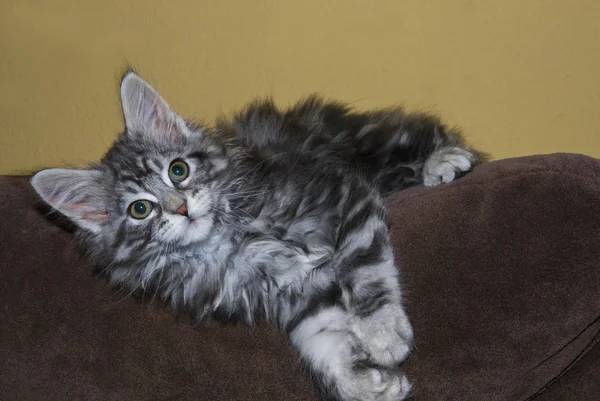 Maine Coon Kitten em um sofá — Fotografia de Stock