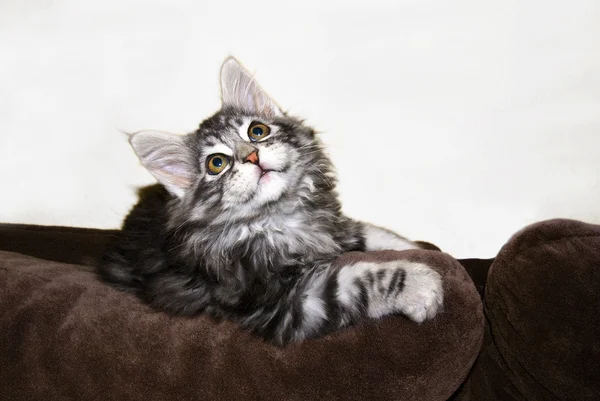 Jovem Main Coon Cat — Fotografia de Stock
