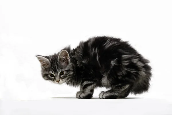 Corte de um jovem Main Coon Cat — Fotografia de Stock