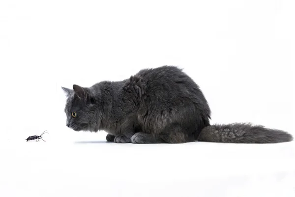 Ritaglio di un gatto da bozzolo principale in agguato — Foto Stock