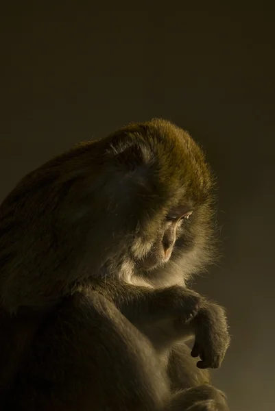 Krab-etende makaken (Macaca fascicularis)) — Stockfoto