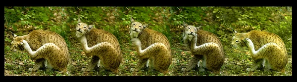 European lynx, scratching himself, serial shot — Stock Photo, Image
