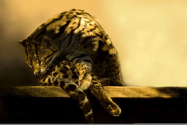 Ocelot (Леопард пардаліс) очищення себе Стокове Фото