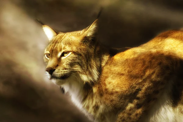 Rys ostrovid (lynx lynx) Royalty Free Stock Obrázky