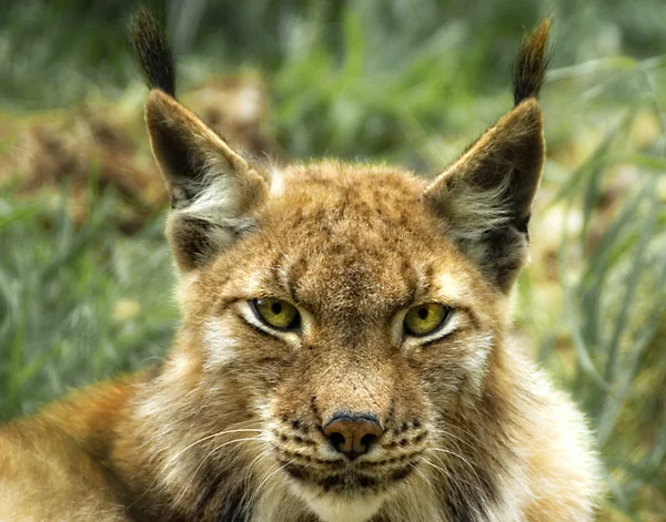 Portrét Evropský rys ostrovid (lynx lynx) Stock Fotografie