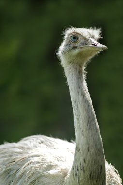 Nandu (Rhea americana)