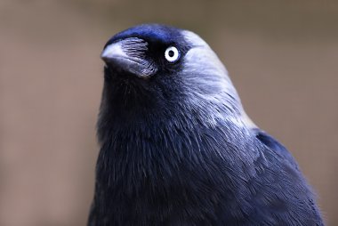 Küçük karga (corvus monedula)