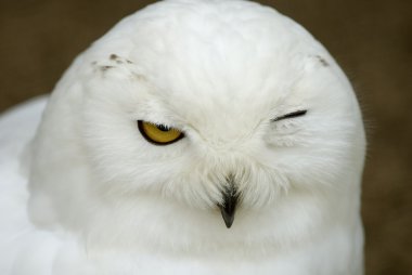 Snowy Owl (Bubo scandiacus, Nyctea scandiaca) clipart