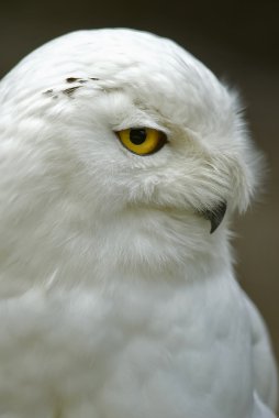 Snowy Owl (Bubo scandiacus, Nyctea scandiaca) clipart