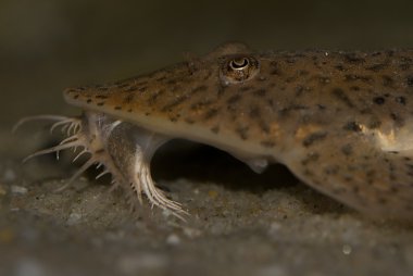 Fgiant whiptail yayın balığı (pseudohemiodon laticeps)