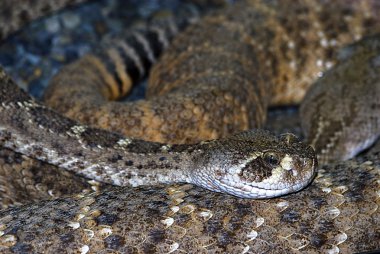 Batı diamondback çıngıraklı yılan (Crotalus atrox)