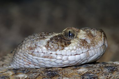 Batı diamondback çıngıraklı yılan (Crotalus atrox), portre