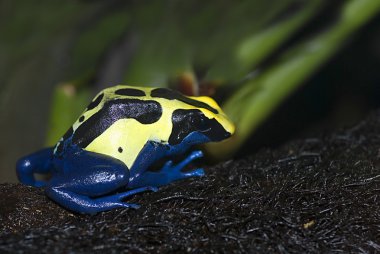 Ok kurbağası (Dendrobates tinctorius boyama)