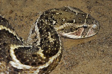 Puff adder (Bitis arietans) clipart