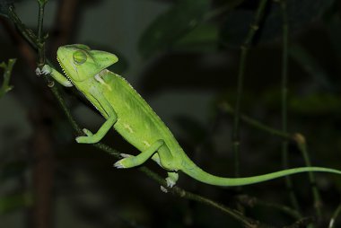 Kadın Madagaskarlı dev bukalemun (Furcifer oustaleti)