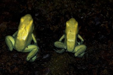 Golden Poison Frogs (Phyllobates terribilis) clipart