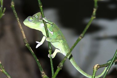 Kadın Madagaskarlı dev bukalemun (Furcifer oustaleti)