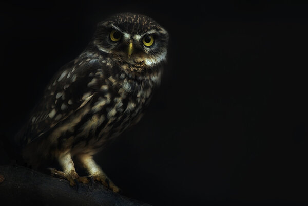 Portrait of a Little Owl (Athene noctua) on a branch