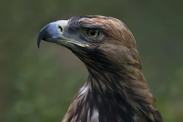 Eastern imperial eagle (Aquila heliaca) — Stock Photo, Image
