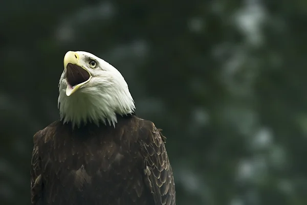 Schreeuwende bald eagle — Stockfoto