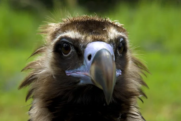 Avvoltoio cinereo (Aegypius Monachus ) — Foto Stock