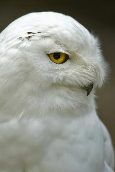 Snowy Owl (Bubo scandiacus, Nyctea scandiaca) — Stock Photo, Image