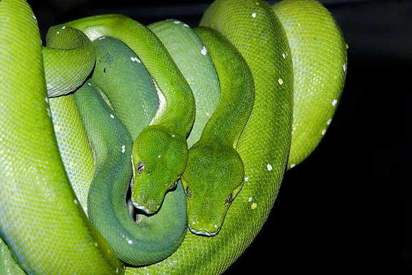 2 つの緑の木ニシキヘビ (Morelia viridis) — ストック写真