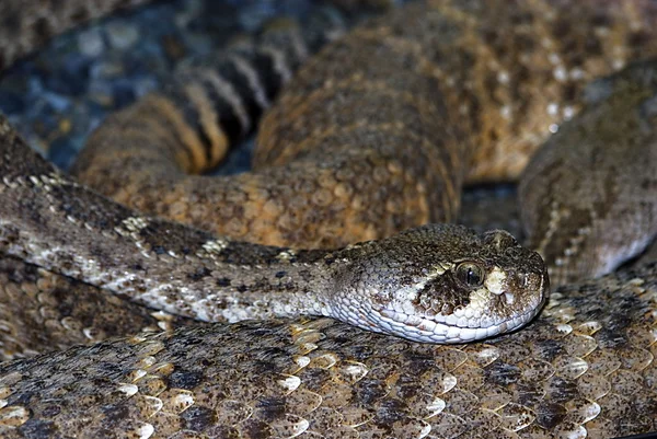 Batı diamondback çıngıraklı yılan (Crotalus atrox) — Stok fotoğraf