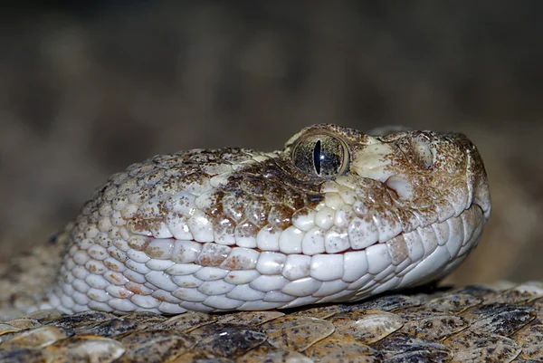 Serpiente de cascabel de diamante occidental (Crotalus atrox), retrato — Foto de Stock