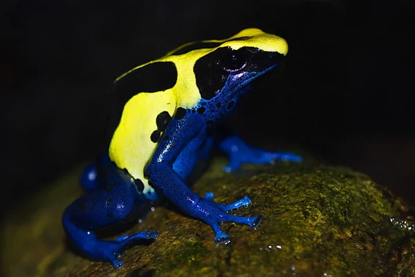 Ok kurbağası (Dendrobates tinctorius boyama) — Stok fotoğraf