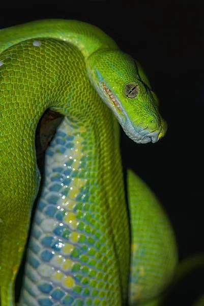 Groene boom python (morelia viridis) — Stockfoto