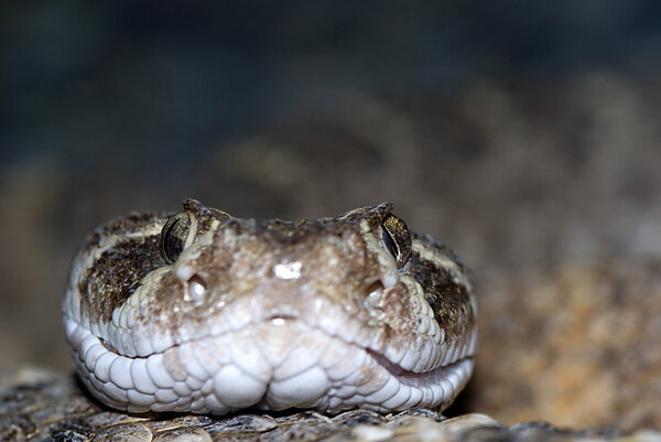Западная гремучая змея (Crotalus atrox), портрет
