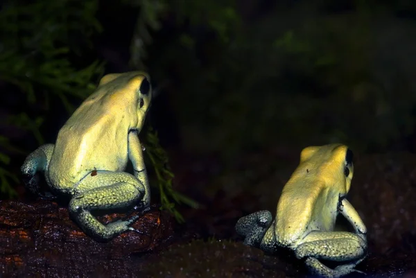 Altın zehirli kurbağalar (Phyllobates terribilis) — Stok fotoğraf