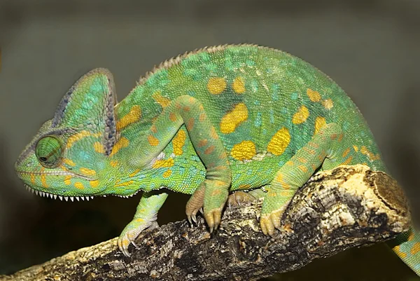 Jemen kameleon (Chamaeleo calyptratus) — Zdjęcie stockowe