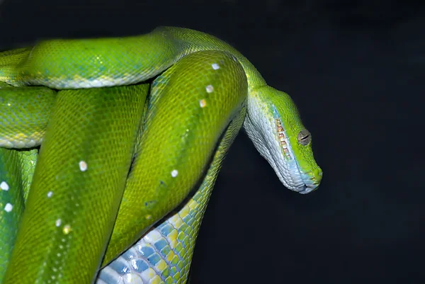 Zelený strom python (morelia viridis) — Stock fotografie