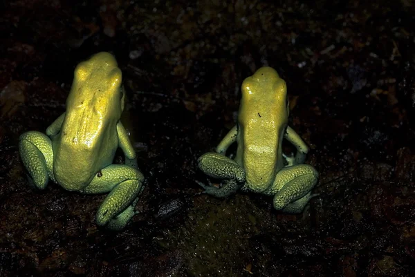 Golden Poison Frogs (Phyllobates terribilis) — Stock Photo, Image