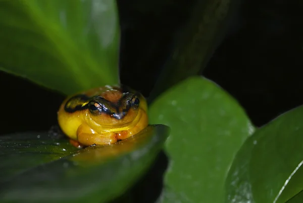 Tomato frog (Dyscophus antongilli) — Stock Photo, Image