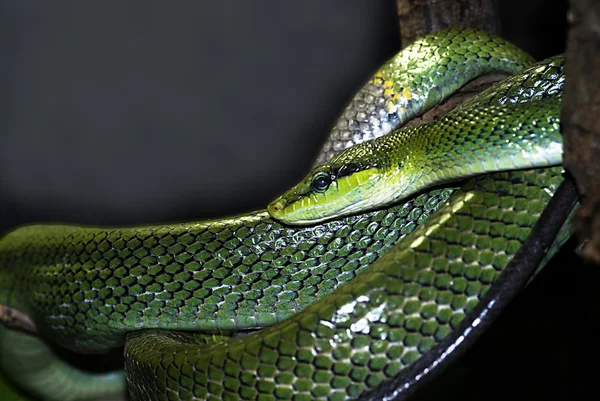 Serpiente de ratones de cola roja verde (goniosoma oxycephala ) —  Fotos de Stock