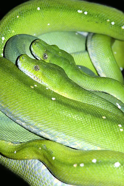 Two green tree pythons (Morelia viridis) — Stock Photo, Image