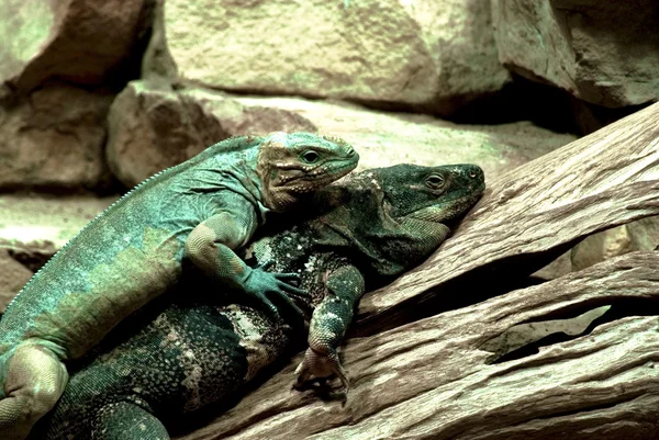 Duas iguanas verdes ou comuns juntas (Iguana iguana ) — Fotografia de Stock