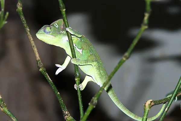 Ženské Chameleon obrovský (Furcifer oustaleti) — Stock fotografie