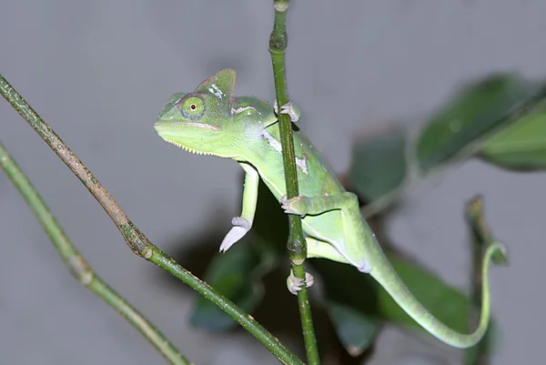Female Malagasy Giant Chameleon (Furcifer oustaleti) — Stock Photo, Image