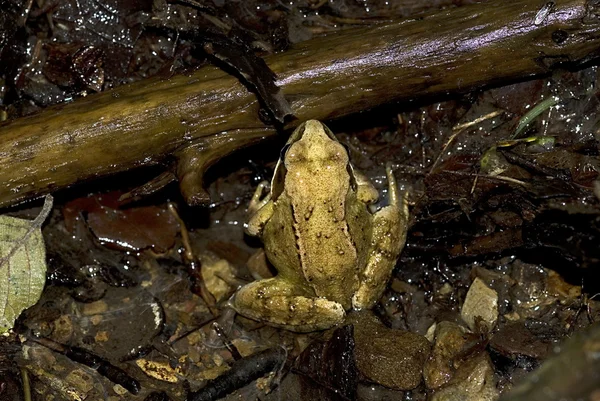 일반적인 갈색 개구리 (rana temporaria) — 스톡 사진